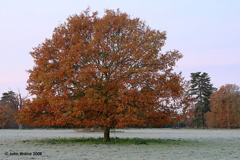 Leafy Frost