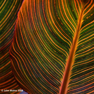 Stripey Leaves