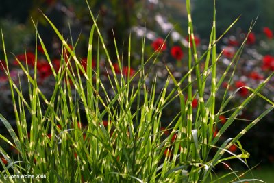 Grass In  The Park