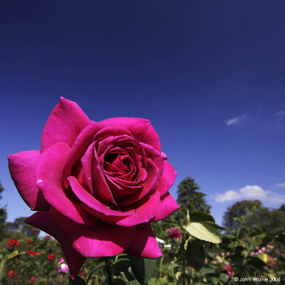 Purple Rose