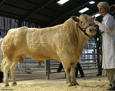 Guide to Cattle Breeds