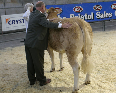 Barry Allsop measures up Doncombe Anoushka while Sue Cavilla remembers the heifer's age!