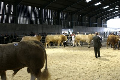 Bull Judging in the Bristol Sales Centre