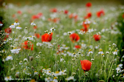 Where Have All The Poppies Gone?