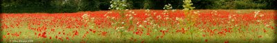 Poppies Poppies Everywhere !