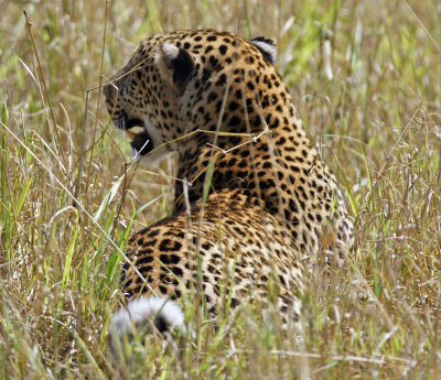 Leopard.jpg