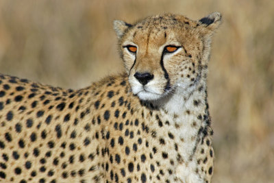 Cheetah Portrait.jpg