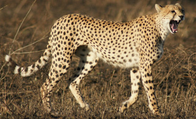 Cheetah Yawn.jpg