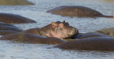 Hippo Dozing.jpg