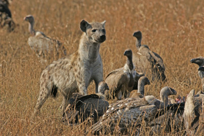 Hyena and Vultures .jpg