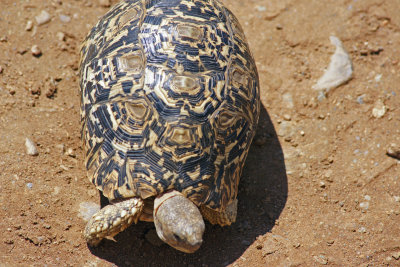 Leopard Turtle.jpg