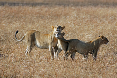 Lion Togetherness.jpg