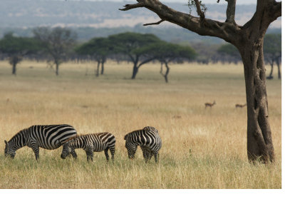 Zebras under Tree.jpg