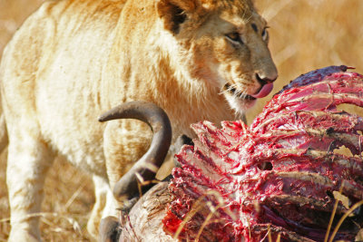 Lion Lunch.jpg