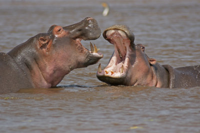 Hippo Teeth .jpg
