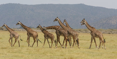 Giraffes Strolling.jpg