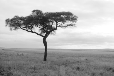 Acacia Tree