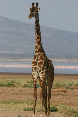Solo Giraffe.jpg