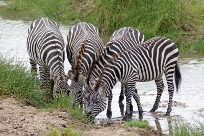 Four Zebras Drinking.jpg