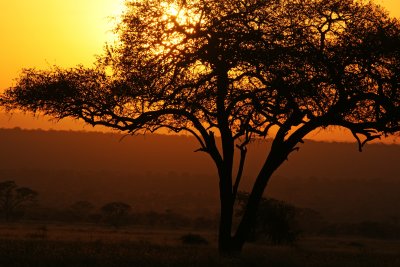 Acacia Sunset.jpg