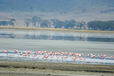 Flamingos in Ngorongoro Crater.jpg