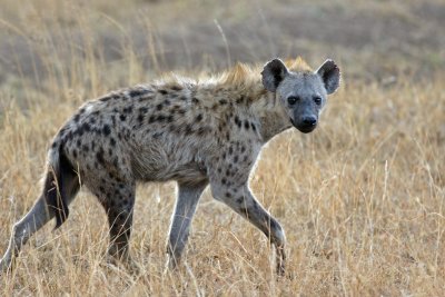 Spotted Hyena.jpg