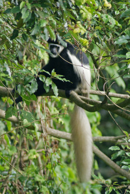 Black and White Colobus Monkey.jpg