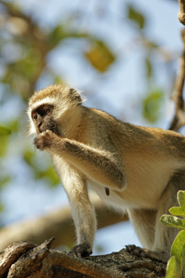 Vervet Monkey.jpg