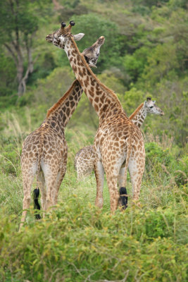 Giraffes Necking.jpg