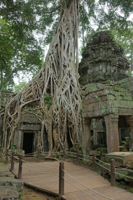 Banyan Roots.jpg
