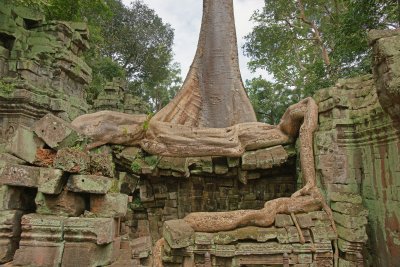 Banyans Run Wild Ta Prohn Temple.jpg