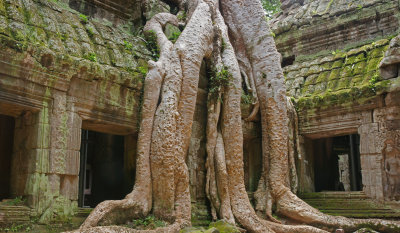 Ta Prohn Temple and Banyon Tree.jpg