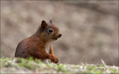 Red Squirrel