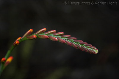 Unknown Flower Head