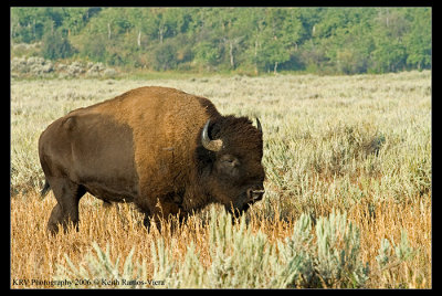 _KRV1582 Buffalo web.jpg