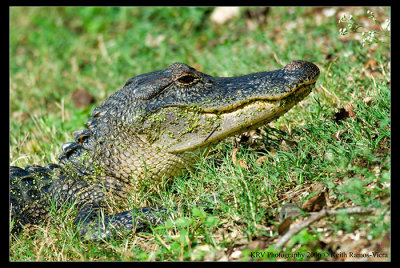 _KRV2384 American Alligator web.jpg