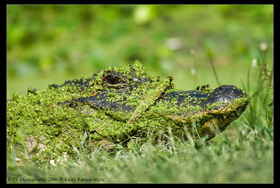 _KRV2388 American Alligator web.jpg