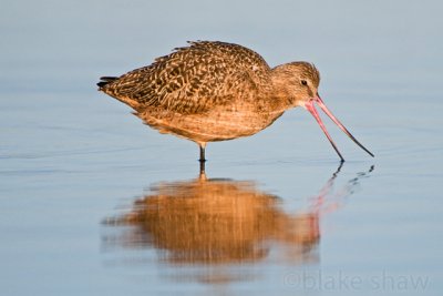 Godwit