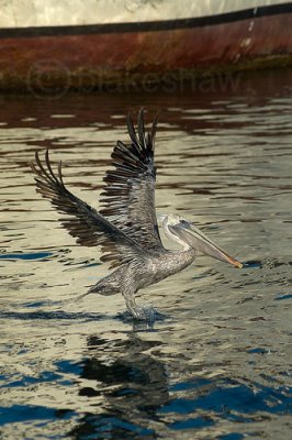 Brown Pelican