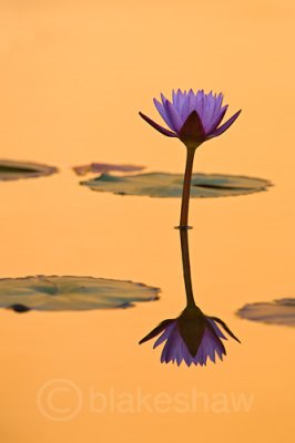 Water Lily, Balboa Park