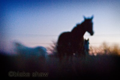 Horses, Near McLean, Texas