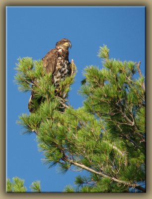 pygargue  tte blanche - 2e anne / bald eagle