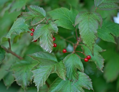 Viburnum 8826.jpg