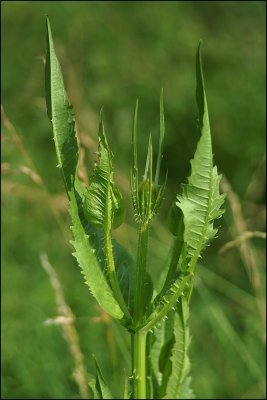 teasel, developing