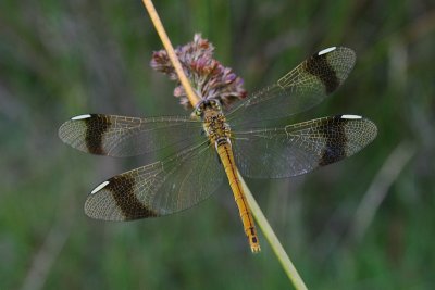 Banded Darter - Sympetrum pedemontanum - Bandheidelibel