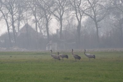 Common Cranes - Grus grus - Kraanvogels, Aagtekerke