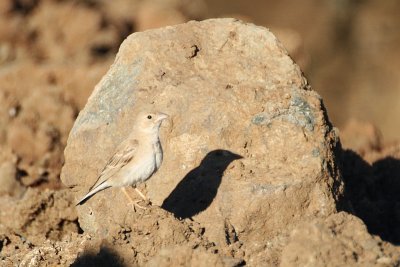 Pale Rock Sparrow - Carpospiza brachydactyla