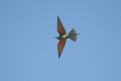 Blue-cheeked Bee-eater - Merops persicus