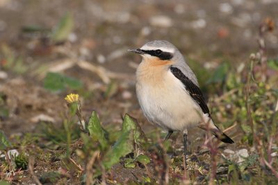 Northern Wheatear - Oenanthe oenanthe - Tapuit