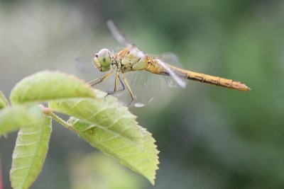 Southern Darter - Sympetrum meridionale - Zuidelijke Heidelibel